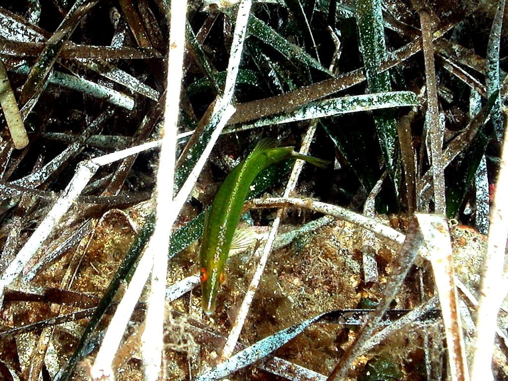 Labrus viridis